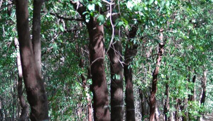 恒雄香料新品发布：100%纯天然澳洲檀香精油耀世而来 (图4)